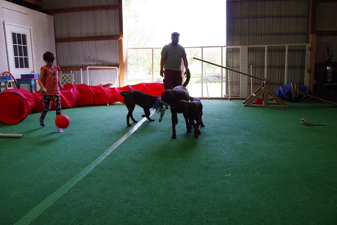 Indoor Playtime at Peggy Moran's School for Dogs