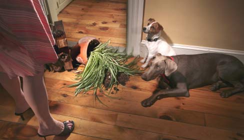 manners dogs_knocked_over_plant